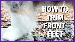 How To Trim Front Feet