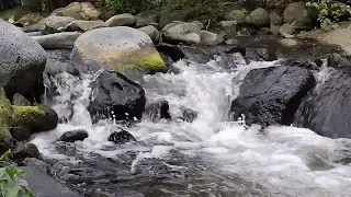 Suara Alam Yang Indah Gemercik Air Sungai Yang Mengalir Jernih Rileksasi,Terapi Burung