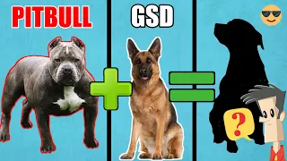 10 Incredible Mixed Cross Hybrid of Pitbull / unreal cross breeds of Pitbull