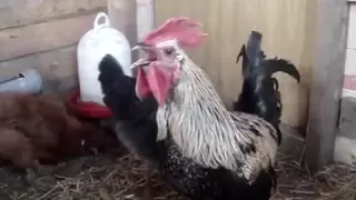 Death Metal Rooster