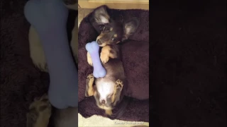 Sleepy baby dachshund fights naptime, adorable  #puppies