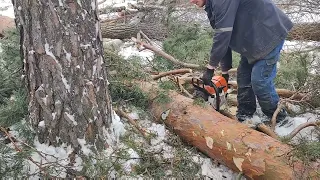 Валка дерева немного начинаем промокать Бензопила Stihl MS 361
