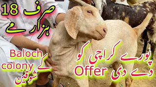 Pore Karachi Me Sab Se Sasta Bakra For 2023 | Mandi Se Sasta Maal | bakra mandi 2023