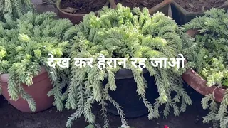 Amazing Donkey tail  (Burro’s tail) plant and crassula…एक बार ज़रूर देखो…