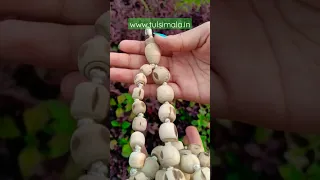 108+1 Beads Original Tulsi Japa Mala www.tulsimala.in Vrindavan What'sApp No. +91 9311360716