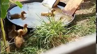 Cute baby ducklings playing on slide