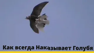 да Очень не приятно когда заберает Хищник😳 Голубей,yes,very unpleasant when a Predator takes Pigeons