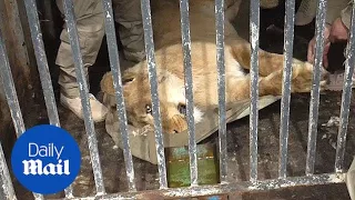 Lions are rescued from hellish Armenian zoo after public outcry - Daily Mail