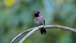 Male Anna's Hummingbird (Calypte anna) singing