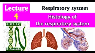 4-Histology of the respiratory system