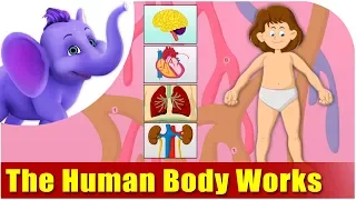 How the Human Body Works - Kids Animation Learn Series