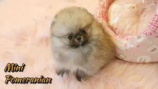 Mini Pomeranian / Cute Pomeranian For Sale 🐶 🐾Shipping  Available ✈️  @