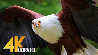 African Birds 4K 10 bit color  - African Wildlife Video with Amazing Bird Sounds - 3 HRS