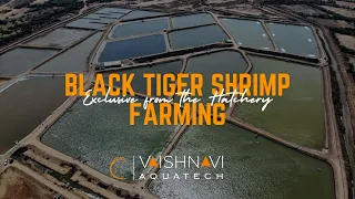 Black Tiger Shrimp Farming | SPF Monodon Black Tiger Seed | Mono Black Tiger Culture | Aquaculture