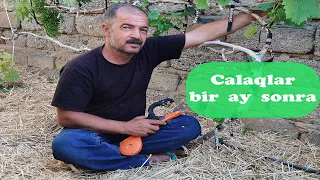 May ayın 20-i vurulan üzüm calaqlarının bir ay sonrakı nəticəsi