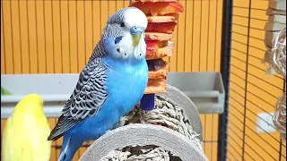 9 hours of budgie sounds for lonely birds