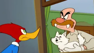 The dog likes Wally more than Woody! | Woody Woodpecker