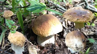 ГРИБЫ 🍄  Грибное Безумие  Нашла Поляну Белых БЕЗ КОРВАЛОЛА НЕ СМОТРЕТЬ/ Обновила и Второе ВЕДРО