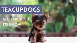 TEACUP DOGS - All You NEED To Know