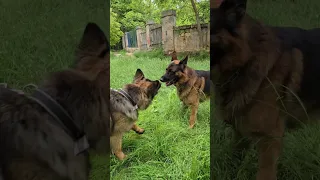 ЖДЁМ ЩЕНКОВ.🦮🐕‍🦺Немецкие овчарки Альфонс и Пальма 13.05.24.Одесса.