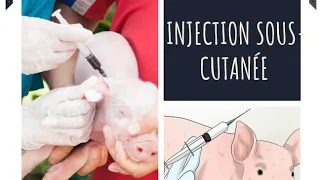 comment injecter  les porcs(injection sous cutanée )