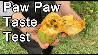 Paw Paw Taste Test (Susquehanna, Sunflower, Mango, Prolific, NC1, 1035)