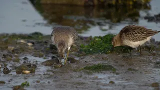 Red Knot and Dunlin digiscoped in slow motion