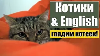 Английский с котиками))) Полезные слова и фразы - говорим о питомцах!