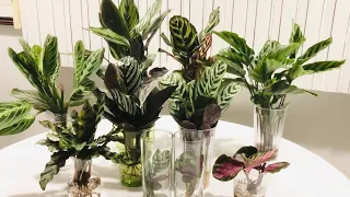 Calathea, Ctenanthe & Maranta In Water Culture