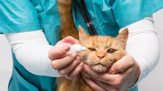 Советы врача: болезни глаз у кошек