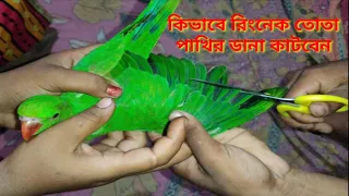 2023How to cut the wings of a ringneck parrot some Bengali tips🦜🦜#bird #shortsyoutube