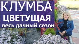 Клумба непрерывного цветения. Какие цветы подобрать для клумбы?