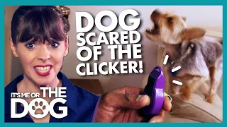 Clicker Training Backfires as Dog Becomes SCARED of the Sound! |  It's Me or The Dog