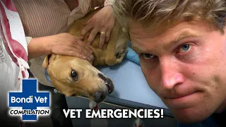 Most Dramatic Medical Emergencies | Compilation | Bondi Vet