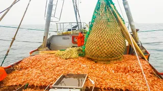 Incredible coldwater shrimp catching processing on boat. Amazing shrimp raised in lagoon technology