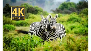 Wildlife Safari 4K  | Wildlife Encounters, Stunning Landscapes