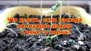 Что делать, если рассада помидоров падает и вянет у корня?