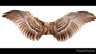 how to grow real wings (secret revealed) no spell grow wings in 3 weeks~