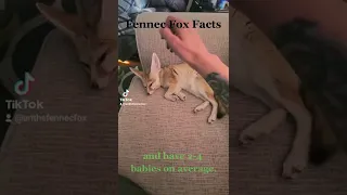 Fennec Fox Facts