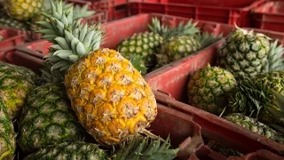 Ghana SDF: Pineapple Experts Bring Skills to Ghana’s Pineapple Belt