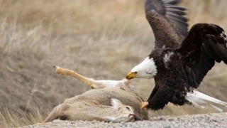 American Bald Eagle - Flying, Hunting, Eating [Nature/Wildlife Documentary]