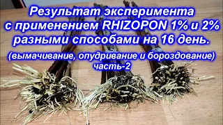 Результат эксперимента с применением Rhizopon 1% и 2% разными способами спустя 16 дней 2021