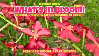 Pt. 1 of 2 Special episode on viewer’s gifted orchids past and present. Plus other wonderful blooms.