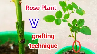 Simple Rose Grafting Technique/Rose Grafting/Rose plant v Grafting  technique