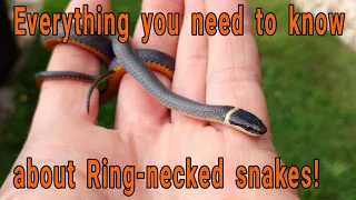 Everything you need to know about Ring-necked snakes! (Diadophis punctuatus)