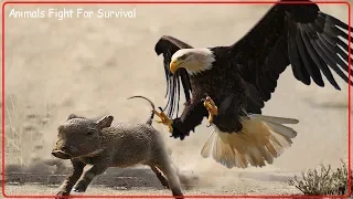 Eagle Vs Warthog Real Fight - Eagles Catch Warthog Easy - Animals Attack