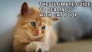 The Ultimate Guide to Dealing with Cat Poop