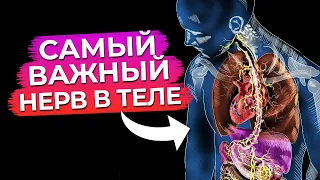 Самый важный нерв в нашем теле / Как активировать блуждающий нерв? / Блуждающий нерв и стресс