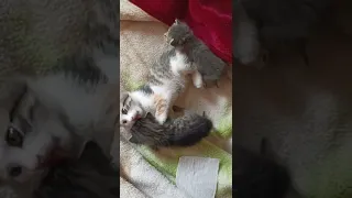 Süt Anne ile Büyüyen Yavru Kediler || Cute Kittens / Cat Videos