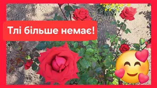 Як я поборола попелиці(тлю),на трояндах!!Результат вражає🤭!#троянди#українськийконтент #квітник